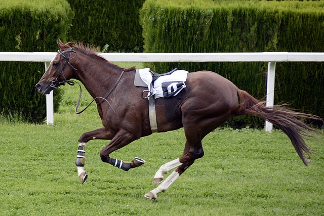 Pets as Betting